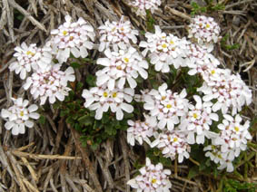 Iberis aurosica ssp cantabrica